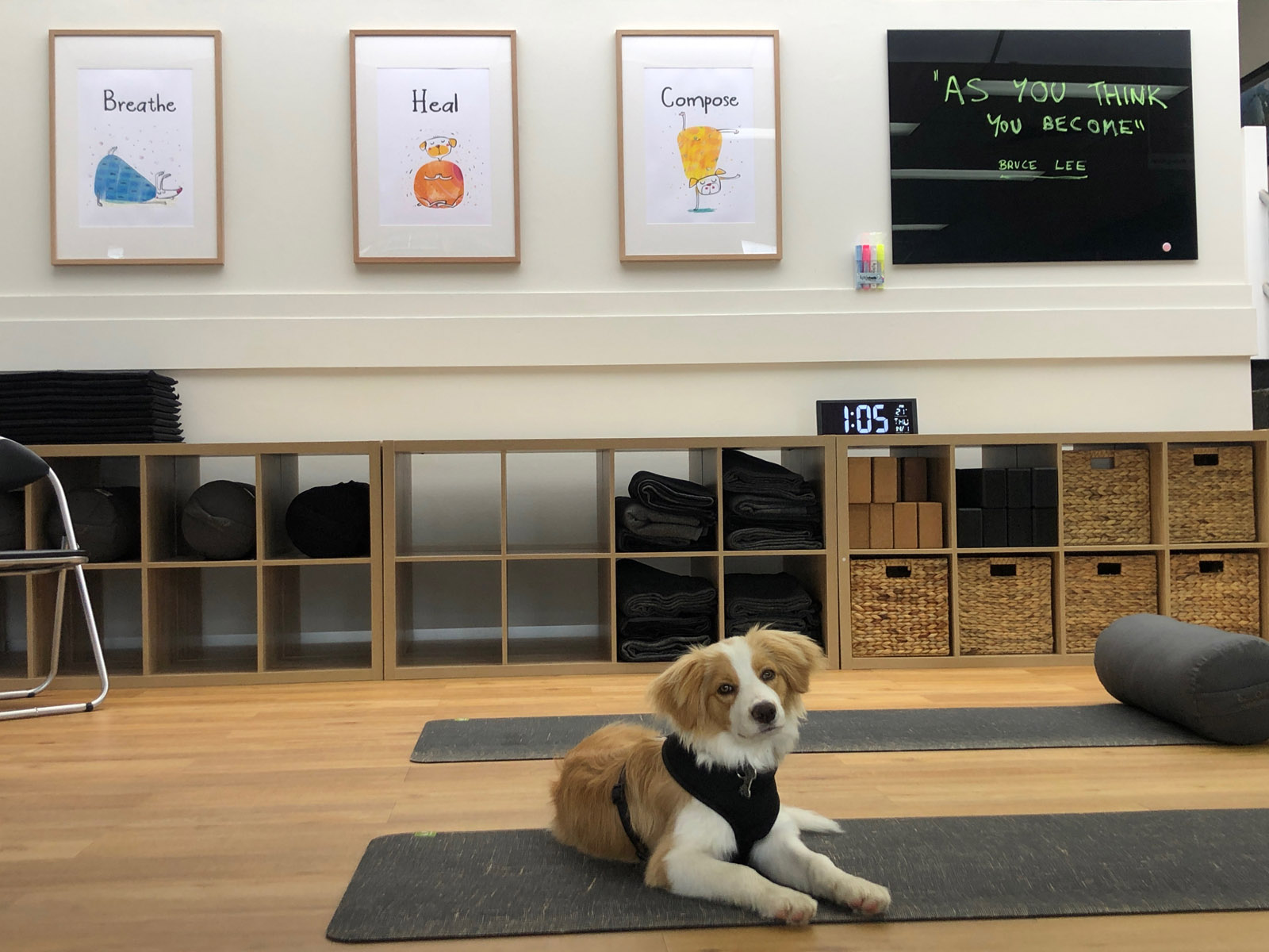 Murray - Cooper the dog & Yoga