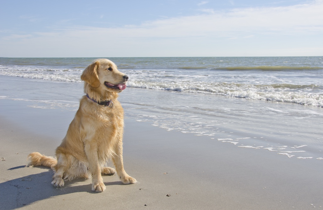 Dogs and communication using calming signals